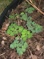 راهنمای نگهداری و پرورش گل و گیاهان زینتی - تاج ‌الملوک سیبیریکا